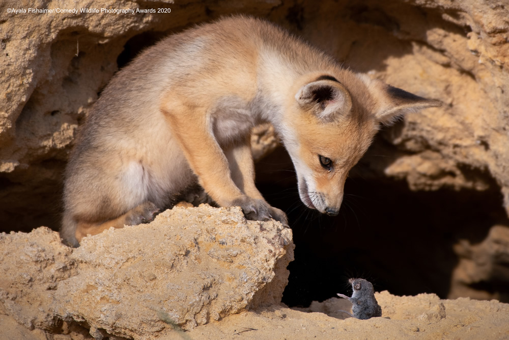 The Winners Of 2020 Comedy Wildlife Photography Awards