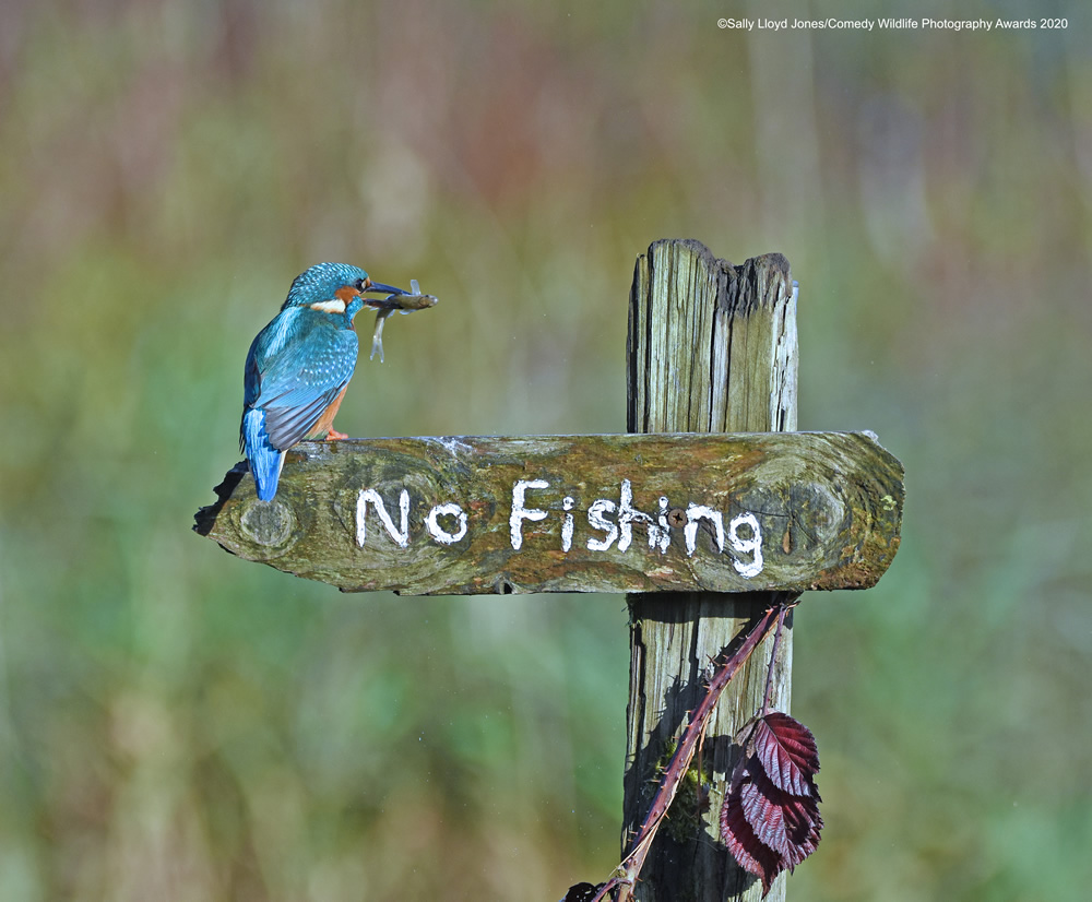 The Winners Of 2020 Comedy Wildlife Photography Awards