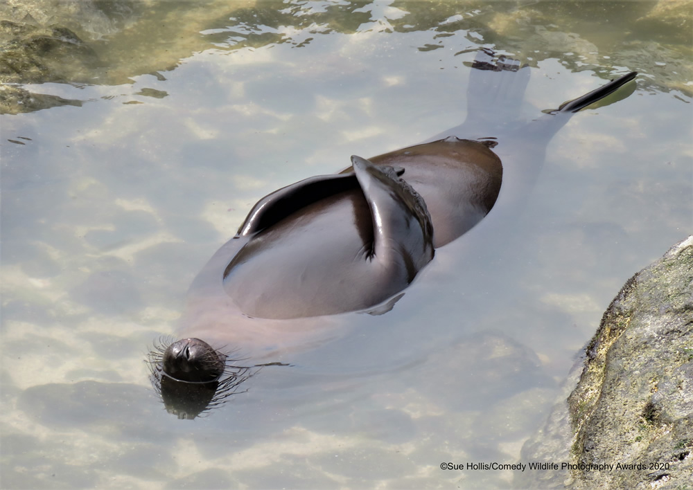 The Winners Of 2020 Comedy Wildlife Photography Awards