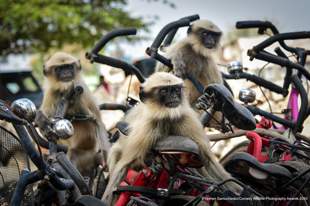 The Winners Of 2020 Comedy Wildlife Photography Awards