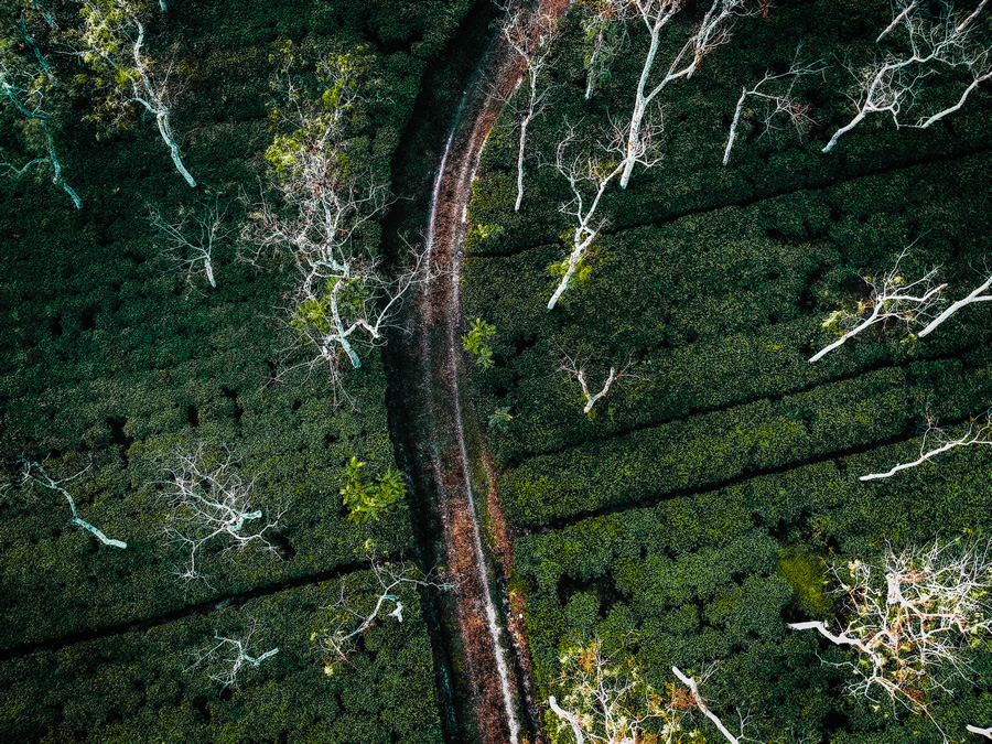 Sreemangal, Sylhet - Curved Roads on Bangladesh by Nihab Rahman