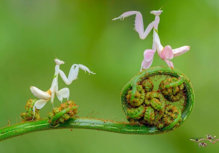 Photographer Pang Way Captures Amusing Pics Of Stunning Mantises