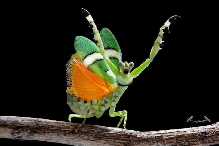 Photographer Pang Way Captures Amusing Pics Of Stunning Mantises