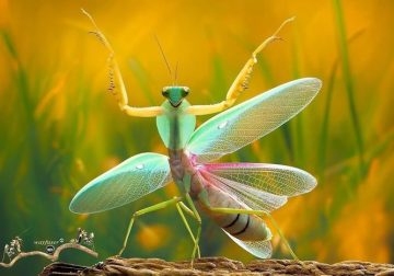 Photographer Pang Way Captures Amusing Pics Of Stunning Mantises