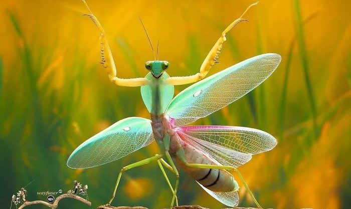 Photographer Pang Way Captures Amusing Pics Of Stunning Mantises