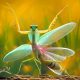 Photographer Pang Way Captures Amusing Pics Of Stunning Mantises