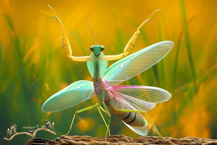 Photographer Pang Way Captures Amusing Pics Of Stunning Mantises