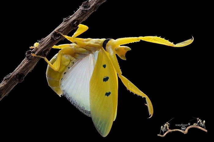 Photographer Pang Way Captures Amusing Pics Of Stunning Mantises