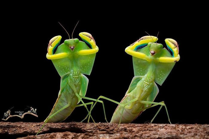 Photographer Pang Way Captures Amusing Pics Of Stunning Mantises