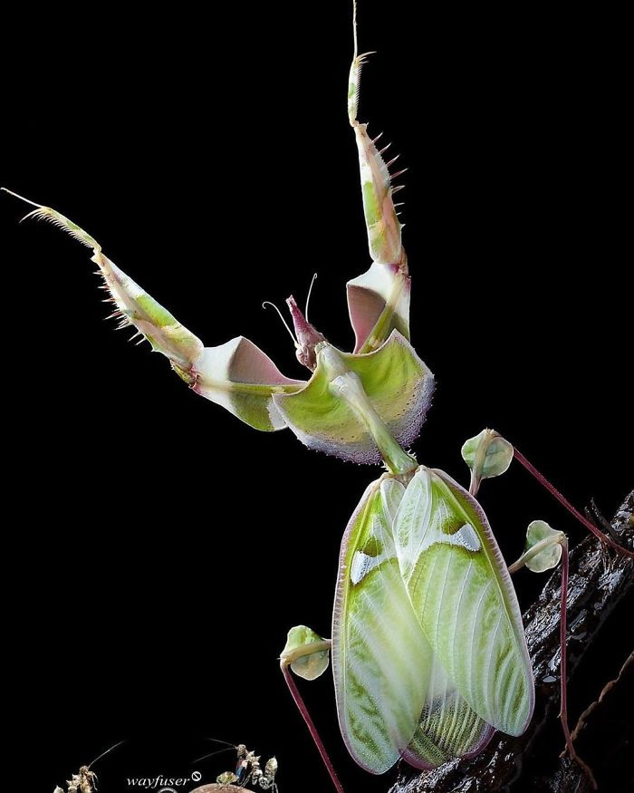 Photographer Pang Way Captures Amusing Pics Of Stunning Mantises