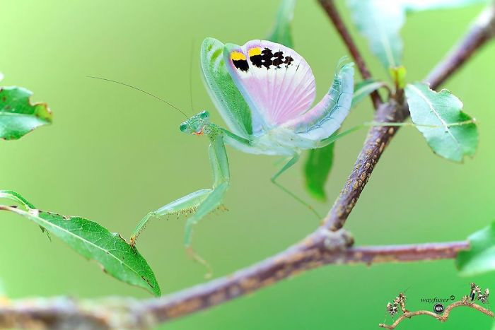 Photographer Pang Way Captures Amusing Pics Of Stunning Mantises