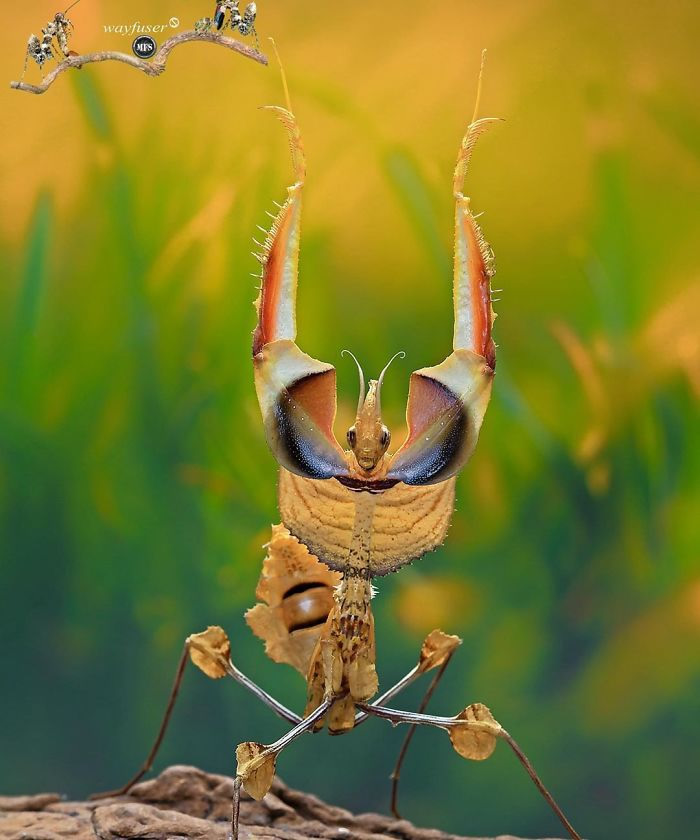 Photographer Pang Way Captures Amusing Pics Of Stunning Mantises