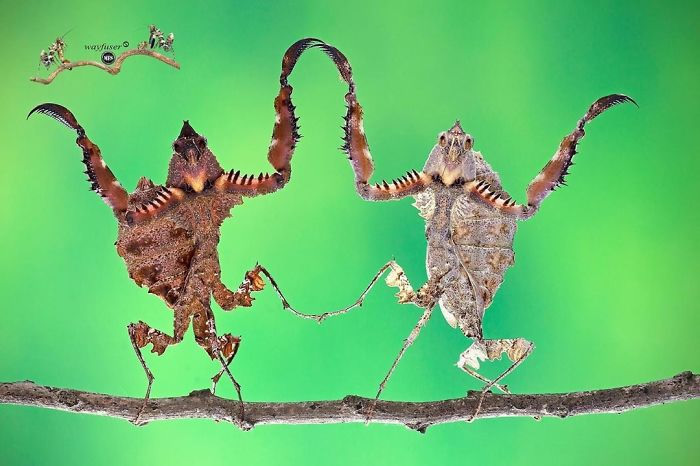 Photographer Pang Way Captures Amusing Pics Of Stunning Mantises