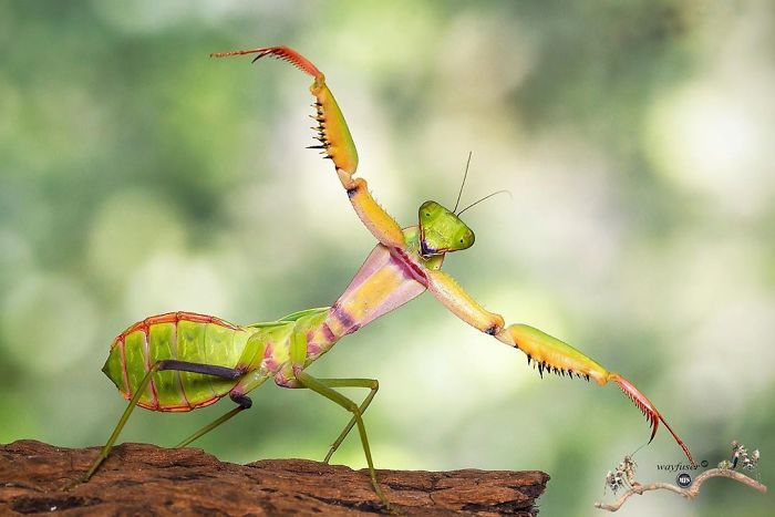 Photographer Pang Way Captures Amusing Pics Of Stunning Mantises