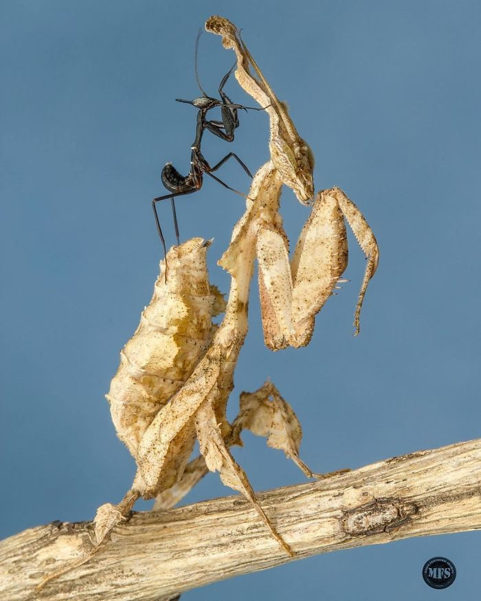 Photographer Pang Way Captures Amusing Pics Of Stunning Mantises