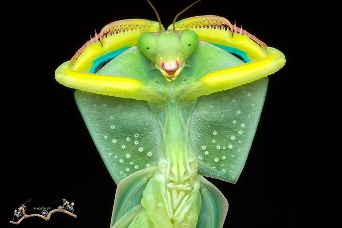 Photographer Pang Way Captures Amusing Pics Of Stunning Mantises