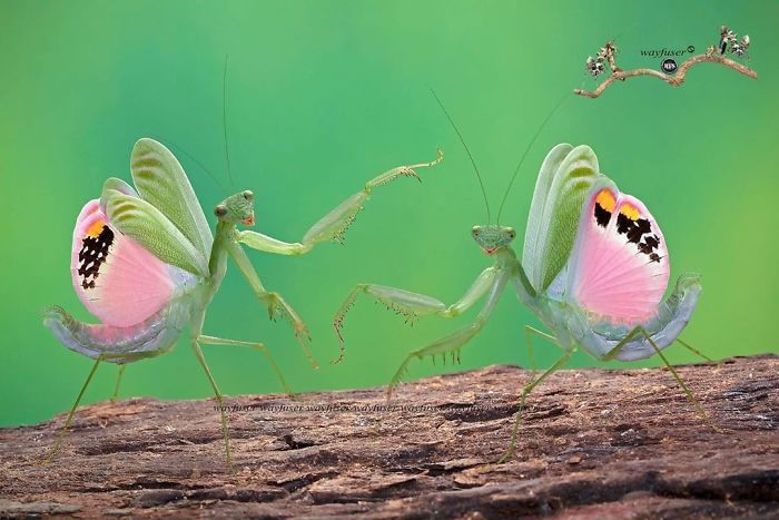 Photographer Pang Way Captures Amusing Pics Of Stunning Mantises