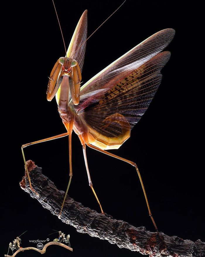 Photographer Pang Way Captures Amusing Pics Of Stunning Mantises