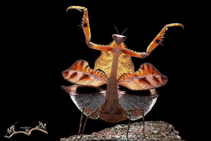 Photographer Pang Way Captures Amusing Pics Of Stunning Mantises