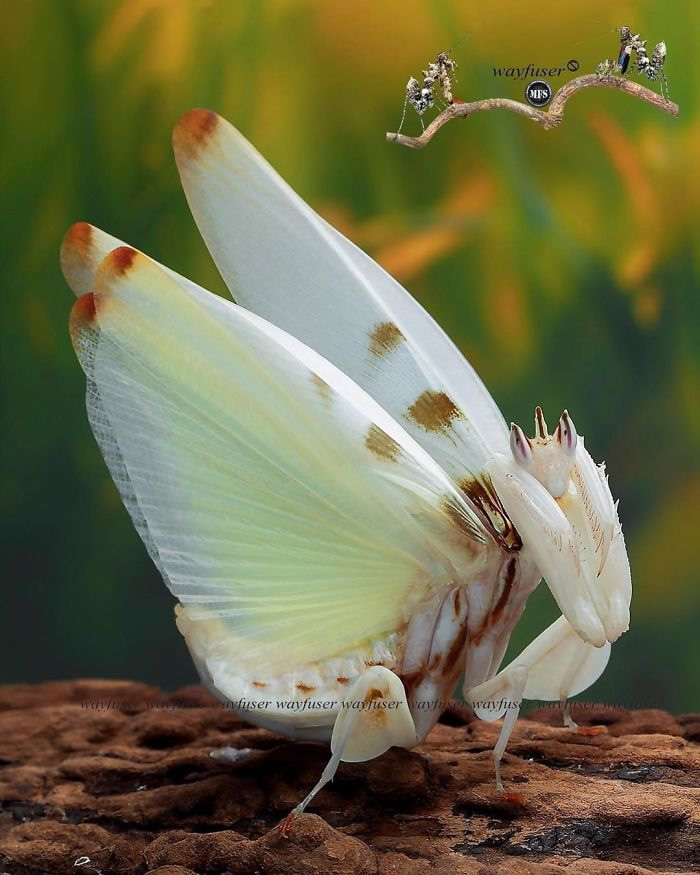 Photographer Pang Way Captures Amusing Pics Of Stunning Mantises