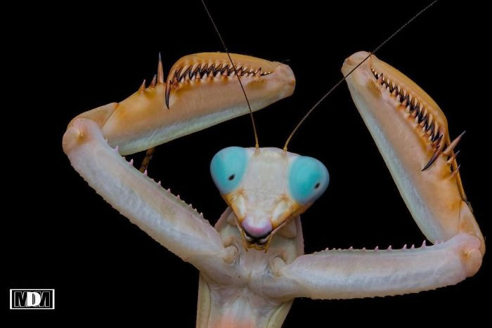 Photographer Pang Way Captures Amusing Pics Of Stunning Mantises