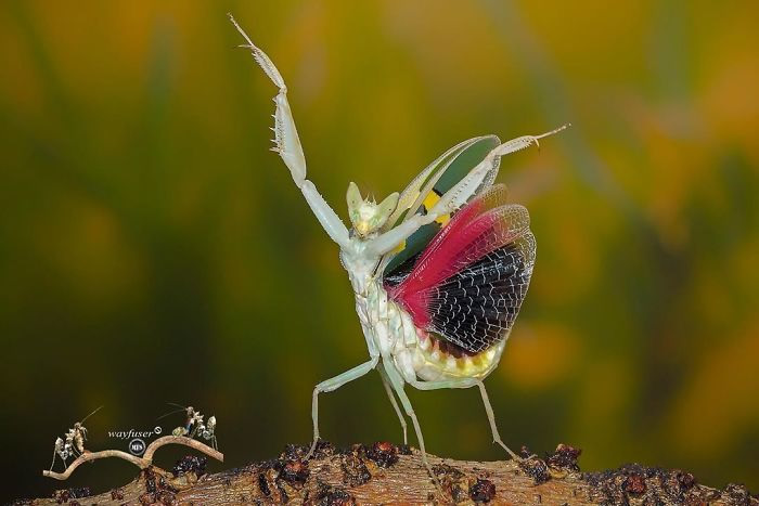 Photographer Pang Way Captures Amusing Pics Of Stunning Mantises