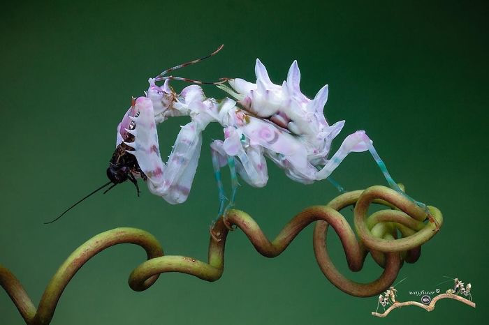 Photographer Pang Way Captures Amusing Pics Of Stunning Mantises