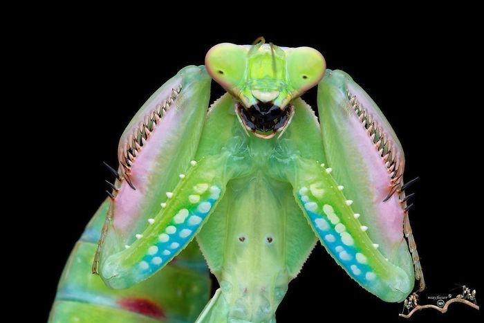 Photographer Pang Way Captures Amusing Pics Of Stunning Mantises