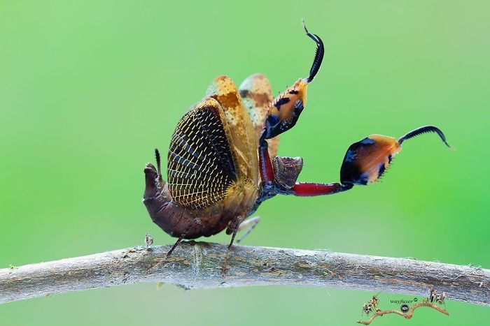 Photographer Pang Way Captures Amusing Pics Of Stunning Mantises