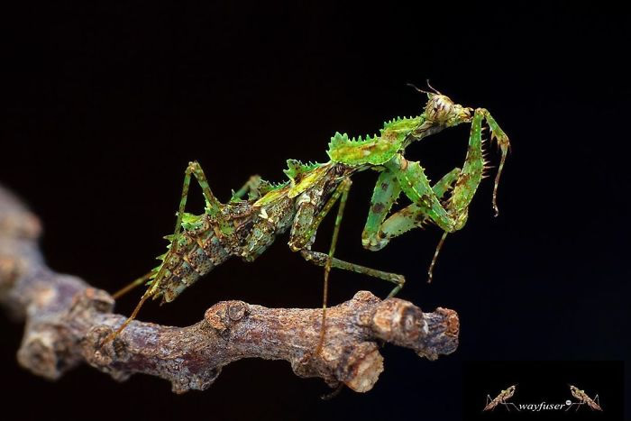 Photographer Pang Way Captures Amusing Pics Of Stunning Mantises