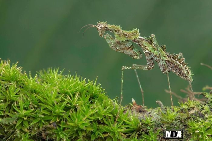 Photographer Pang Way Captures Amusing Pics Of Stunning Mantises