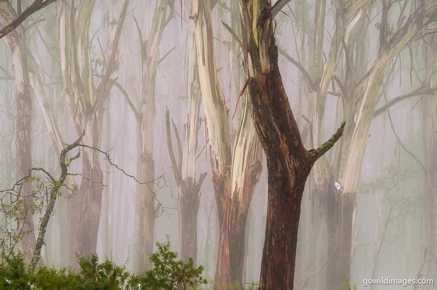 Yarra Ranges - National Parks In Victoria