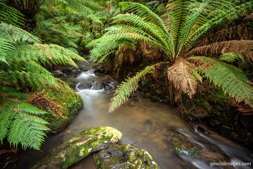 Tarra-Bulga - National Parks In Victoria