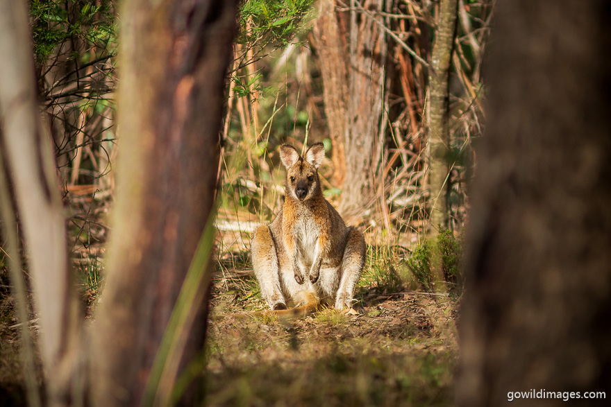 Errinundra - National Parks In Victoria