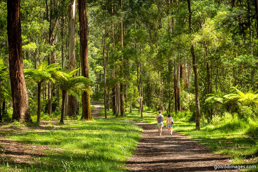 Dandenong Ranges - National Parks In Victoria