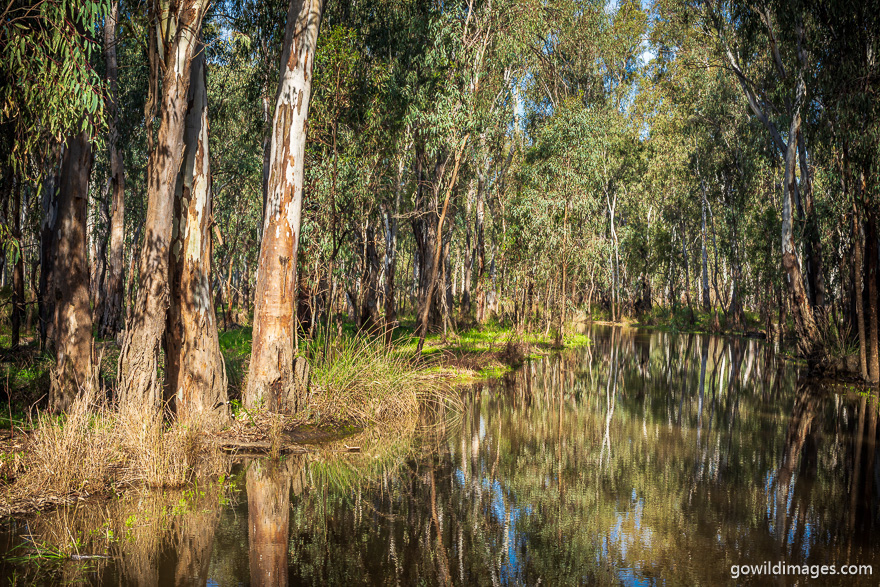 Gunbower - National Parks In Victoria