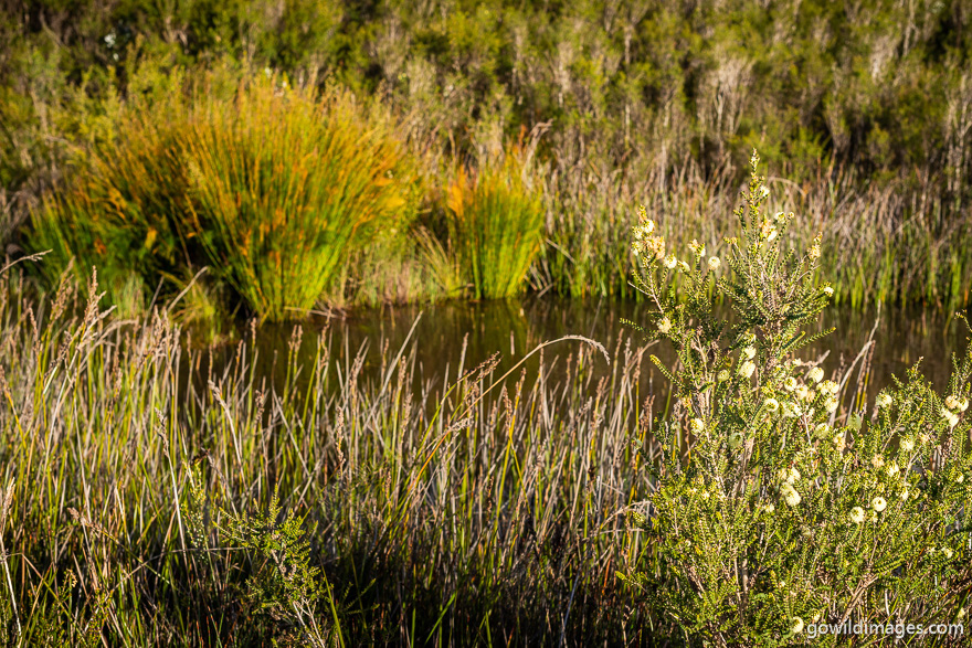 Cobboboonee - National Parks In Victoria