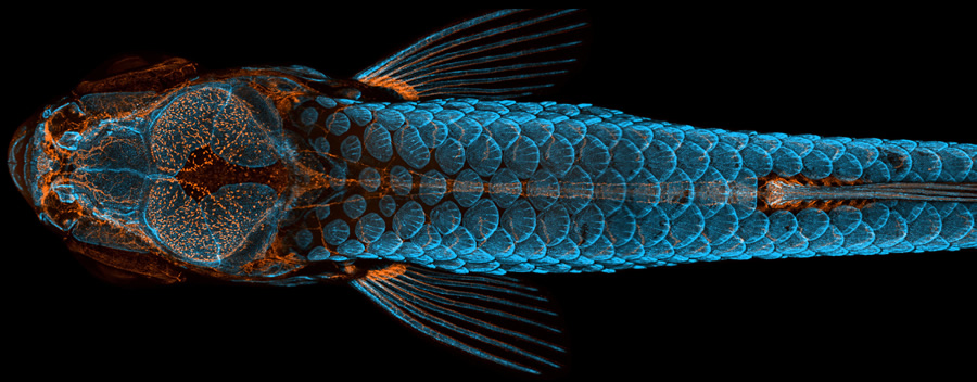 Photo by: Daniel Castranova, Dr. Brant Weinstein & Bakary Samasa | Nikon Small World