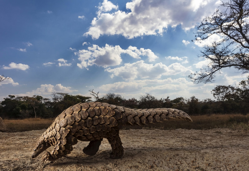 Storyboard - 1st Place by Brent Stirton