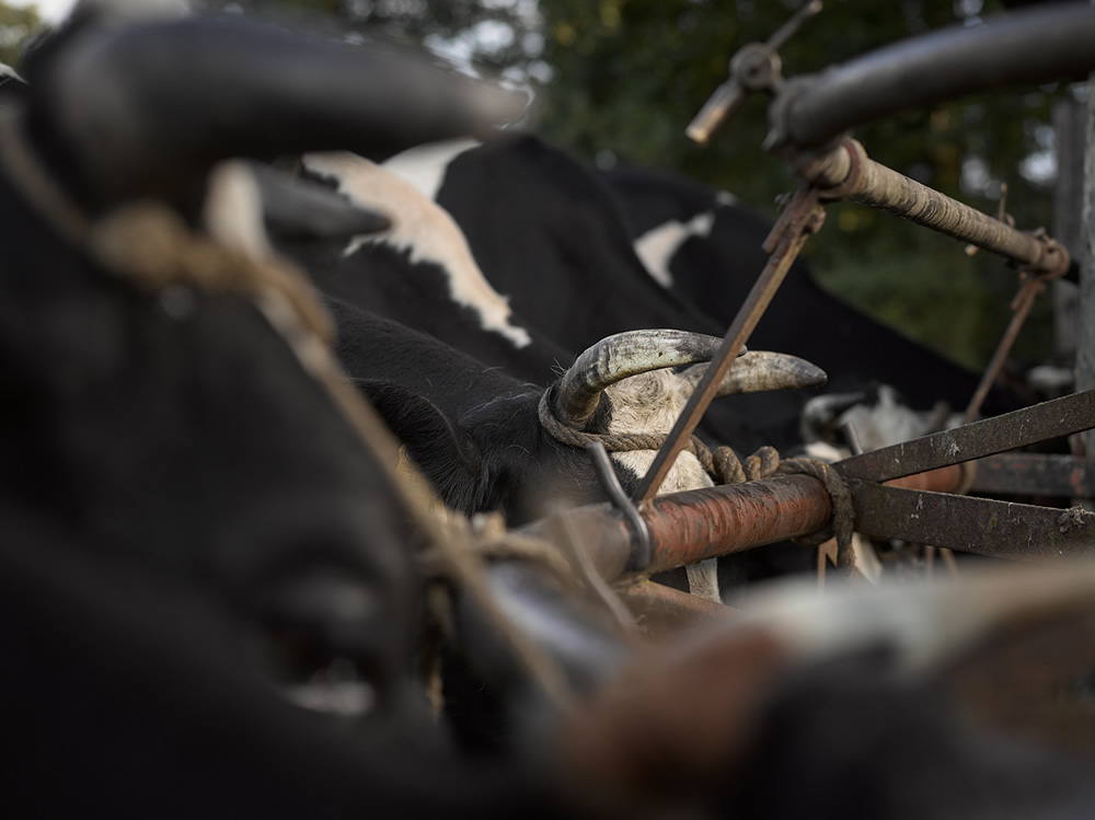 Boer Gerrit: The Last Farmer In Usselo Captured By Jeroen Nieuwhuis