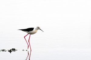 Yu-Chia Chang, Taiwan