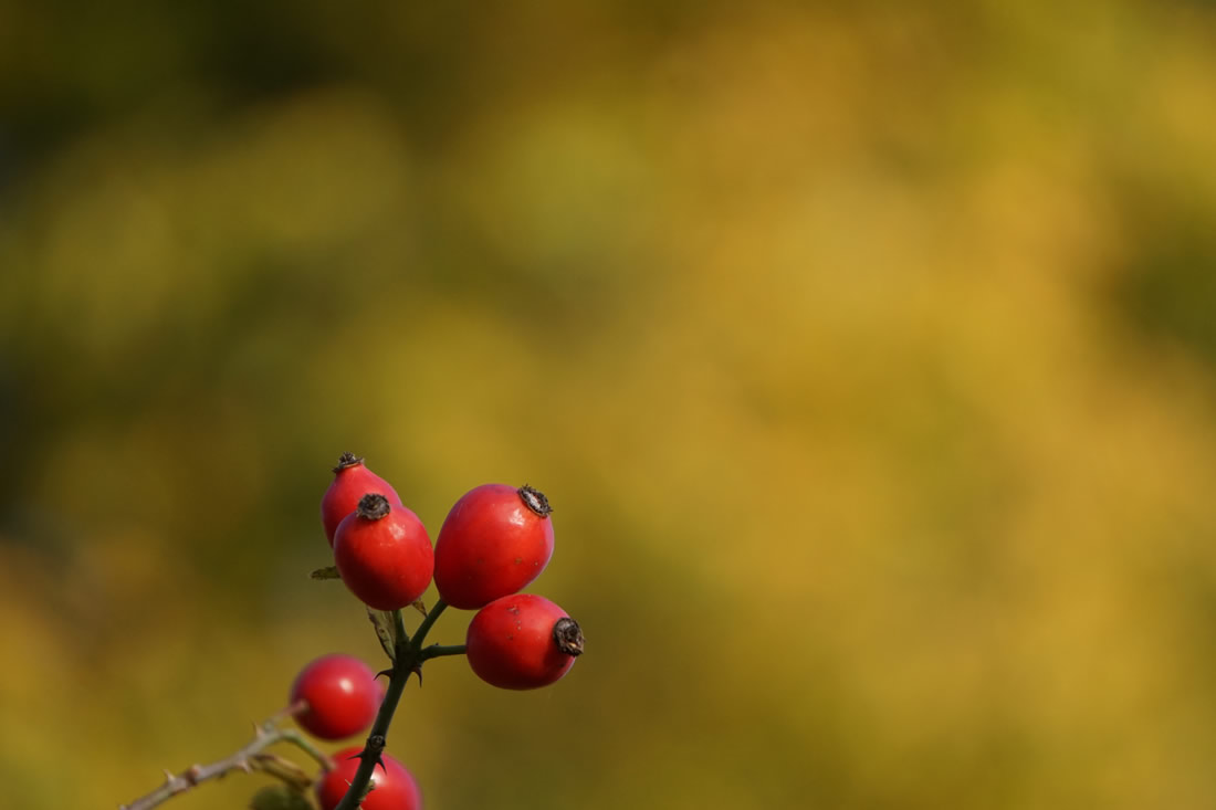 Daiva Alisauskiene, Lithuania