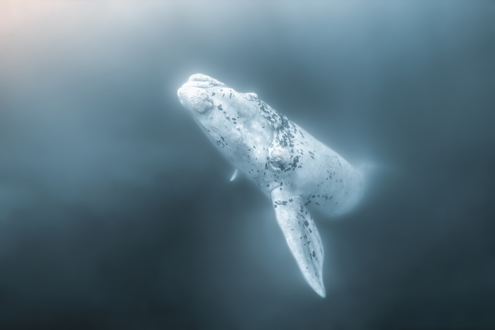 The Winners Of 2020 Ocean Photography Awards