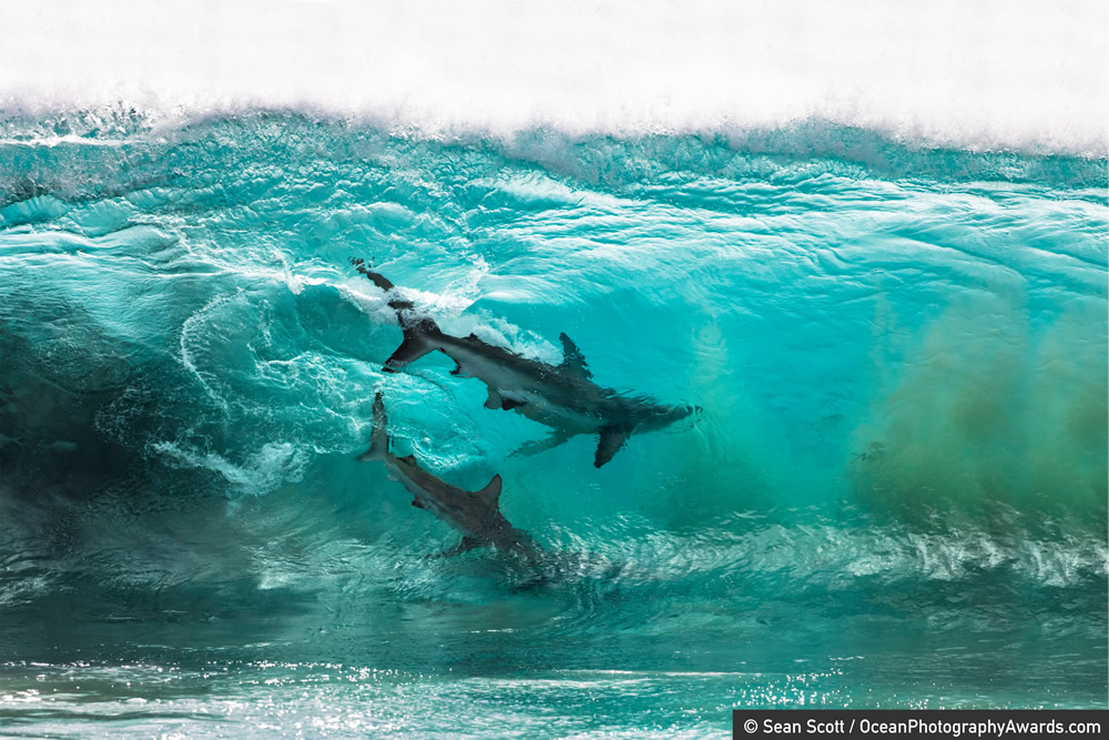 The Winners Of 2020 Ocean Photography Awards