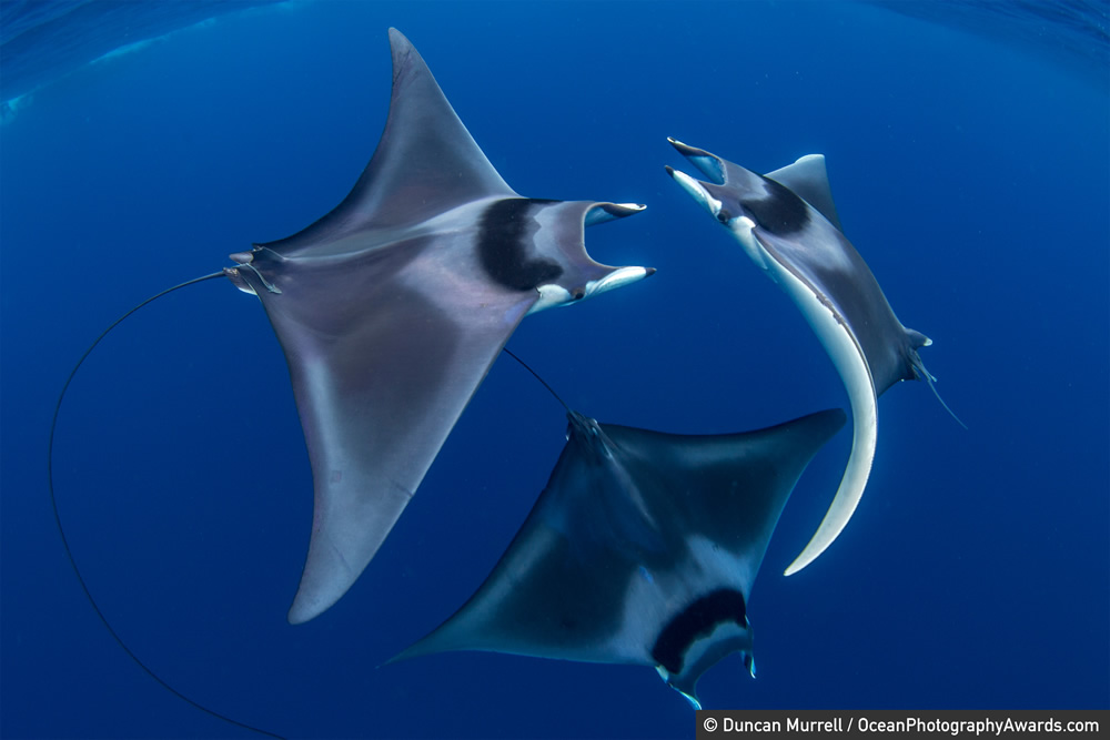 The Winners Of 2020 Ocean Photography Awards