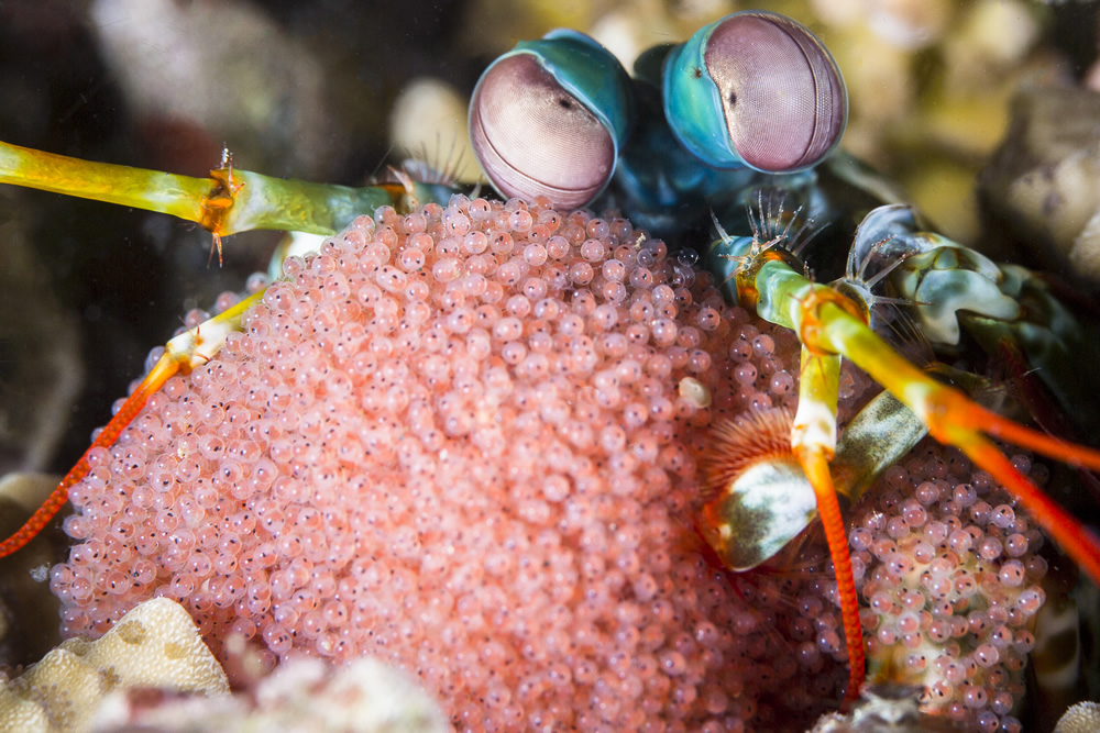 The Winners Of 2020 Ocean Photography Awards