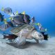 The Winners Of 2020 Ocean Photography Awards