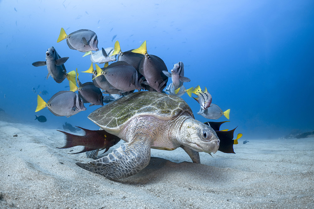 The Winners Of 2020 Ocean Photography Awards