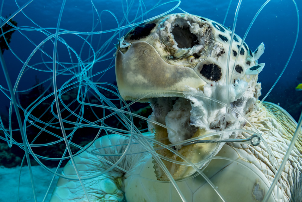 The Winners Of 2020 Ocean Photography Awards