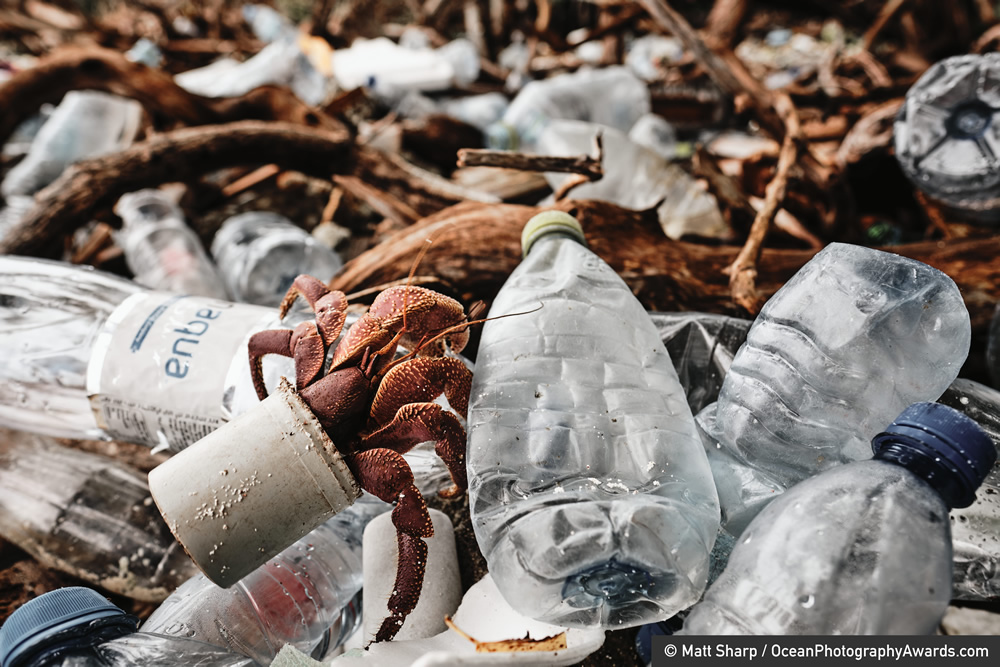 The Winners Of 2020 Ocean Photography Awards